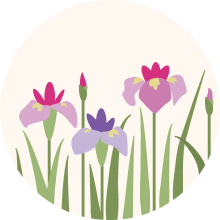 菖蒲見学のイメージイラスト