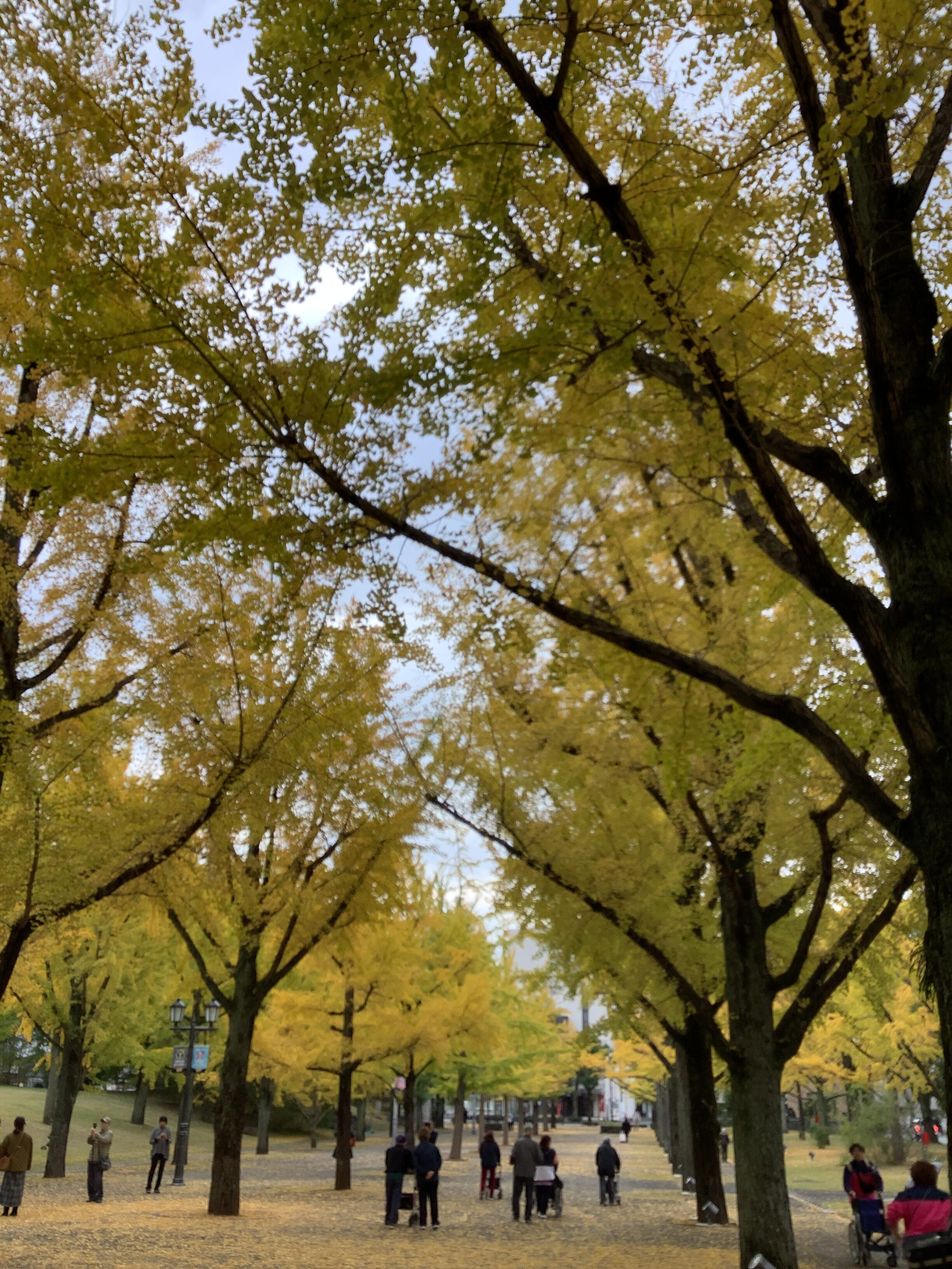 コラム：本文中画像