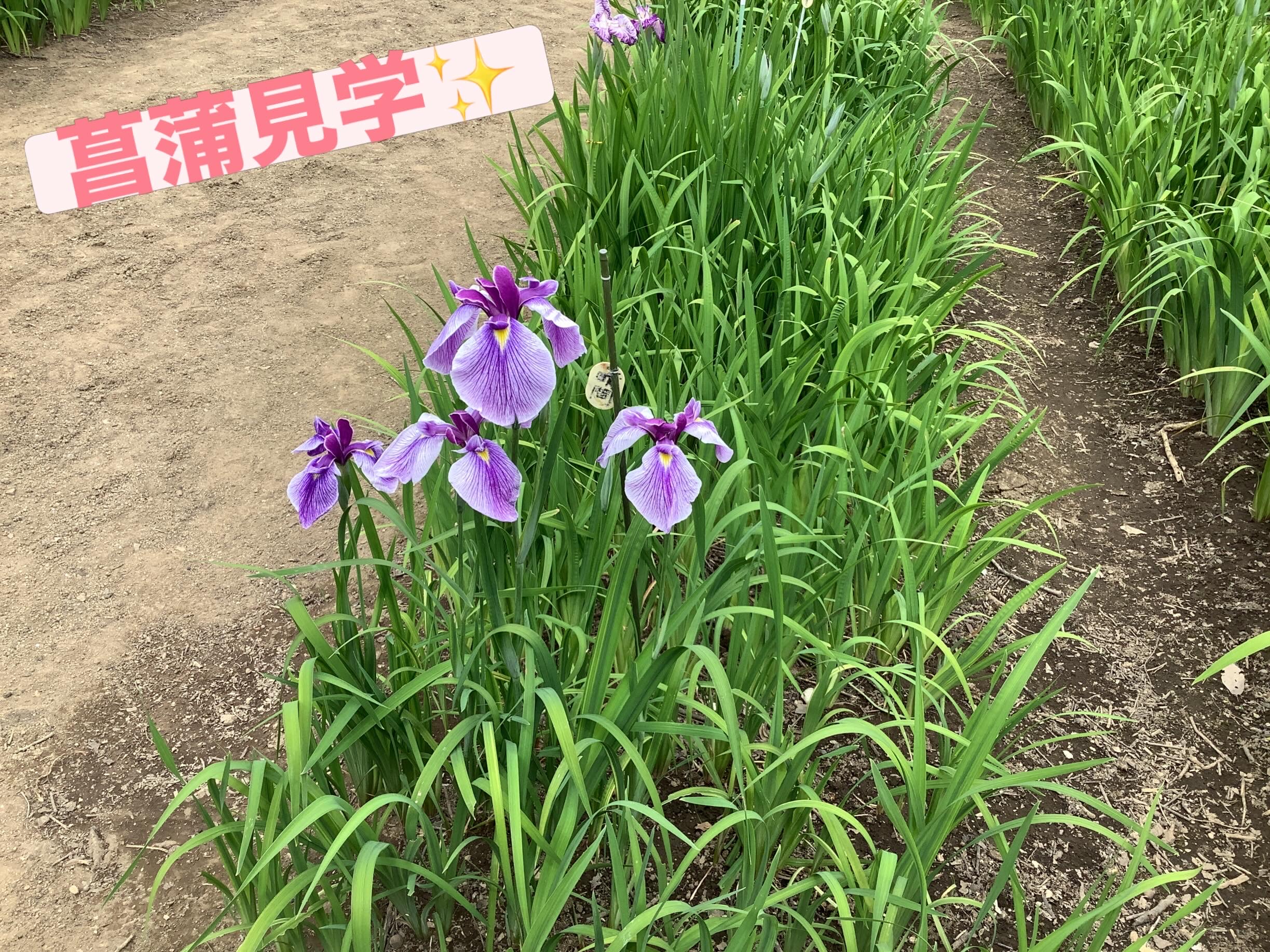 コラム：本文中画像