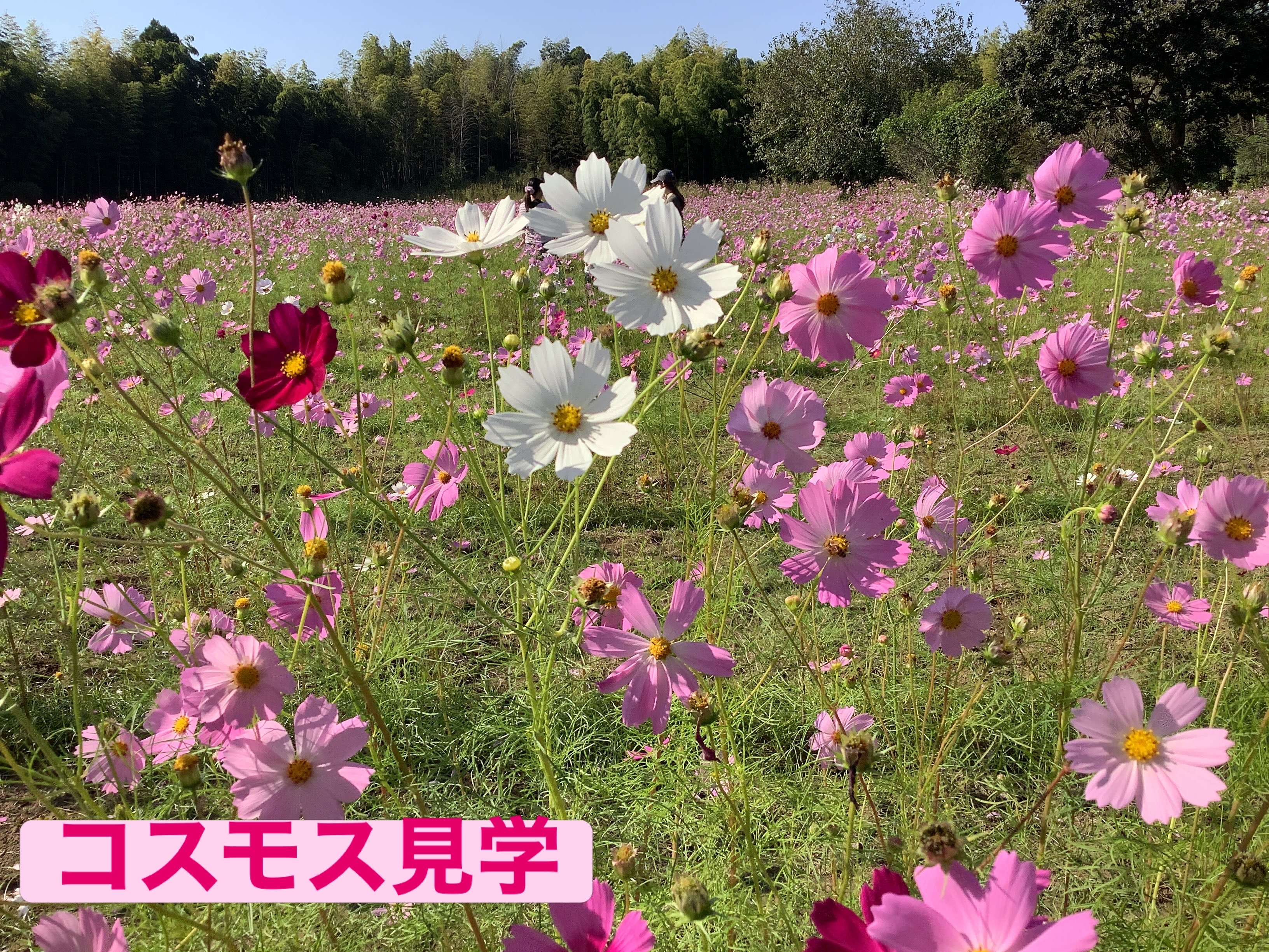 コラム：本文中画像